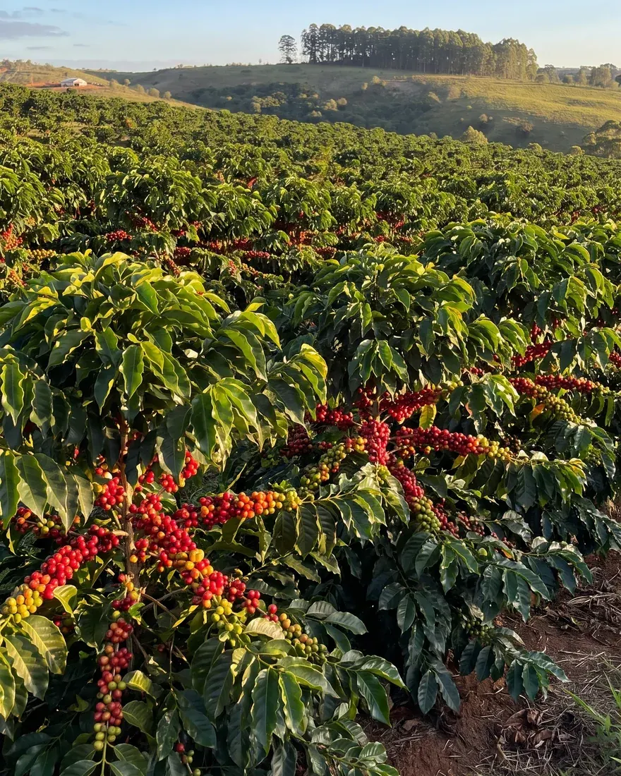 Frutos de café maduros na lavoura da Altos Di Vasto, no fim da tarde