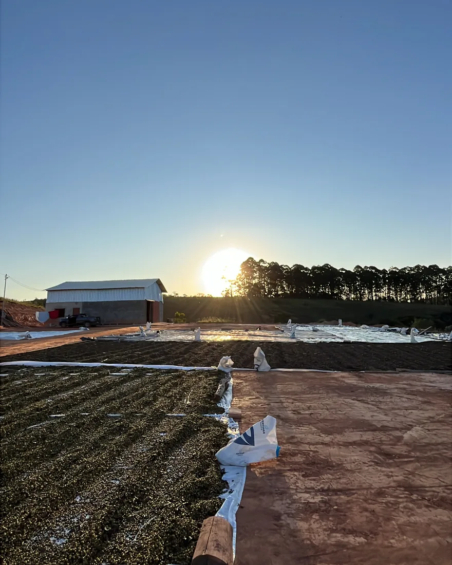 Terreiro de secagem da Altos Di Vasto ao pôr do sol, com o café espalhado