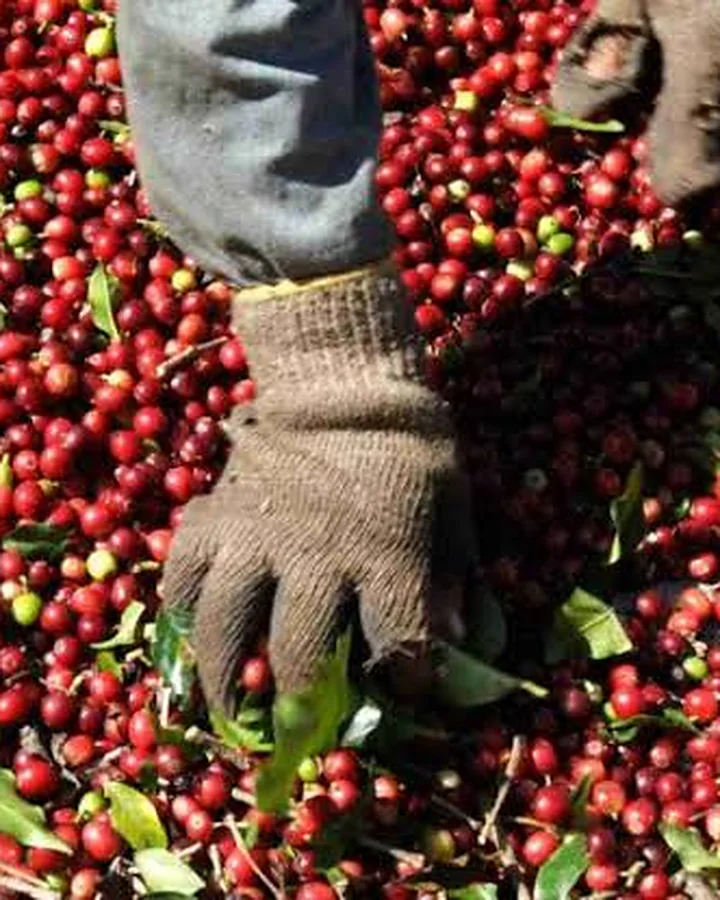 Mãos revirando os frutos de café colhidos, separando o que fica